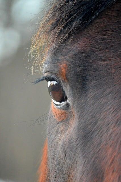 Ricinový olej na řasy: Jak ho správně aplikovat