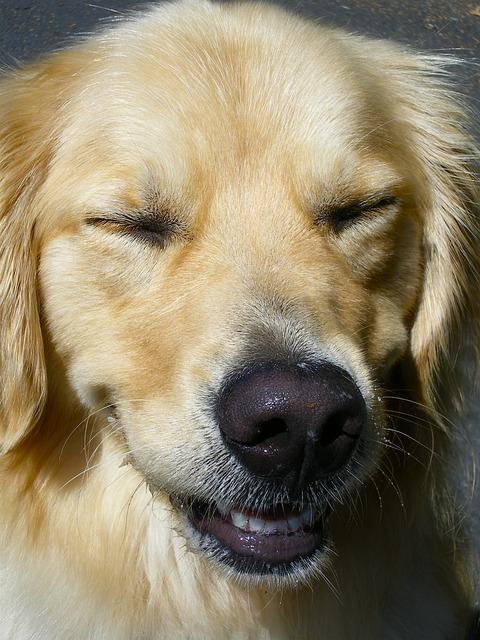 Žluté zuby u psa: Co to znamená pro jeho zdraví?