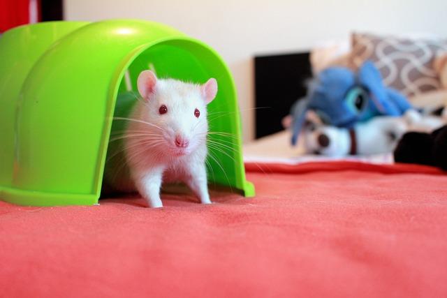 Co jsou potkani a jak se starat o jejich zuby